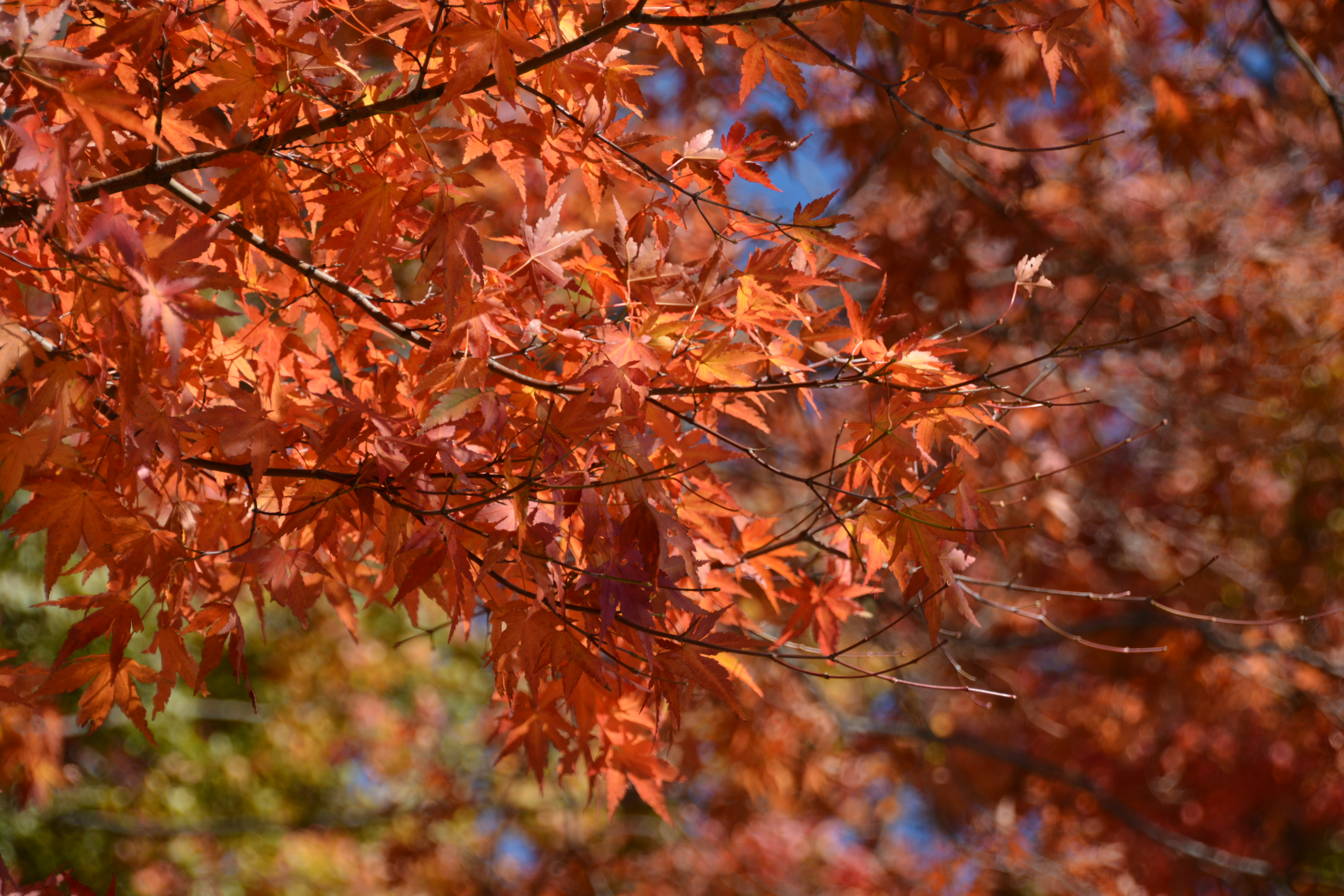 【紅葉狩りに行ってきた】日光編