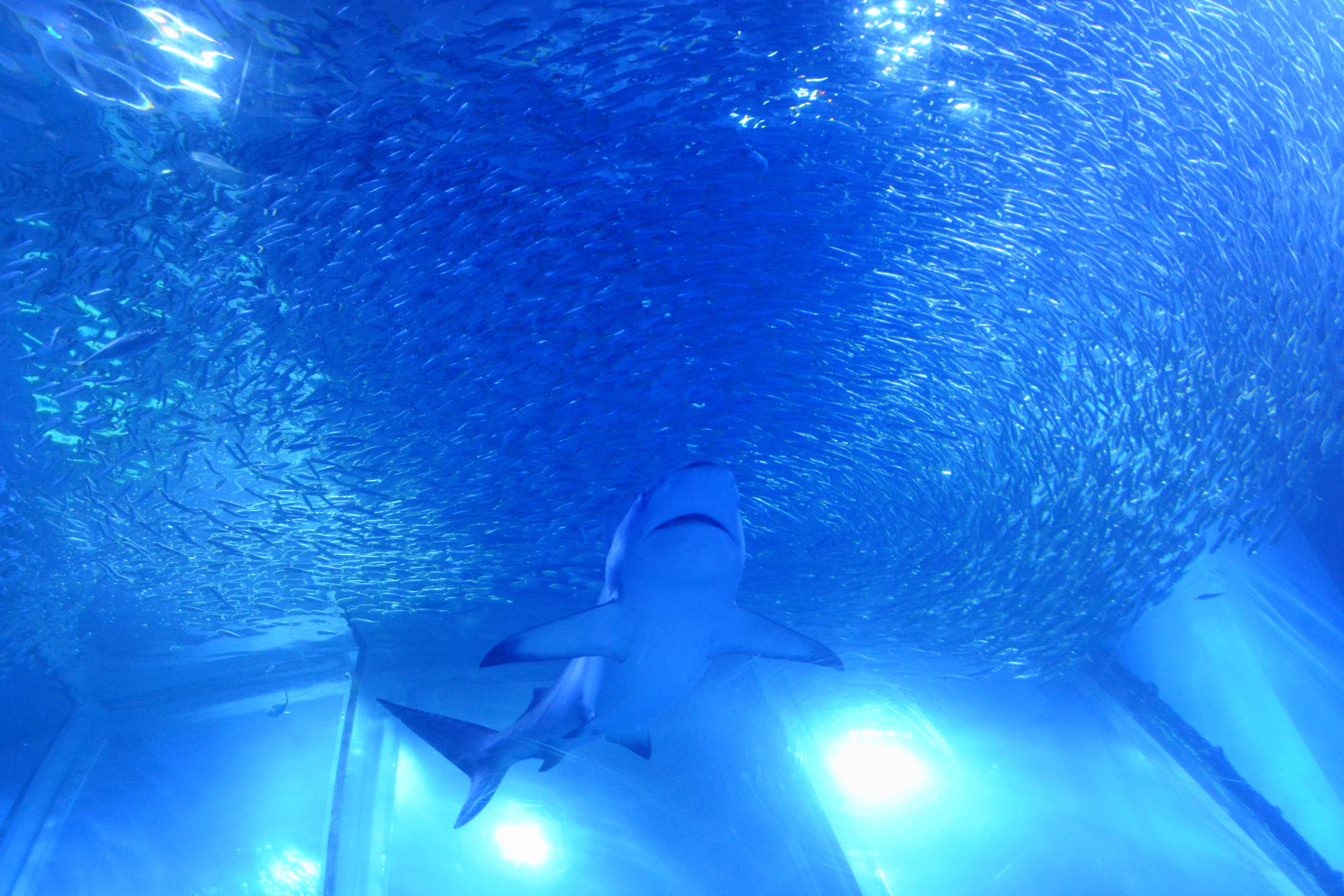 雨の日に楽しめる水族館 旅人すももの備忘録